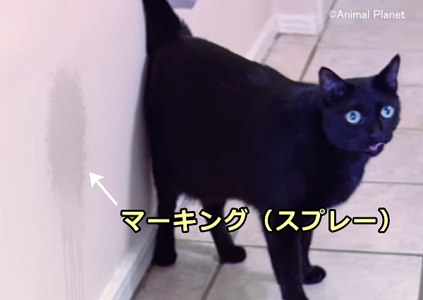 多頭飼育過程においては粗相やマーキング(スプレー)のリスクが高まる