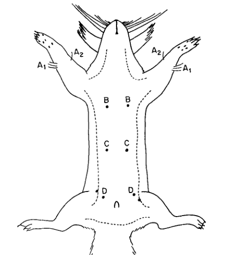リスの腹部と手根部に生えている触毛の模式図