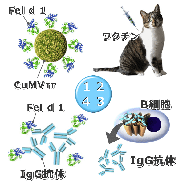 図解・アレルゲン「Fel d 1」を免疫システムが攻撃するメカニズム