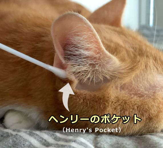 猫の耳の付け根付近に見られる小さな袋状組織「ヘンリーのポケット」（Henry's Pocket）