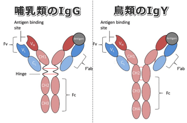 哺乳類のIgG抗体と鳥類のIgY抗体の構造的な違い
