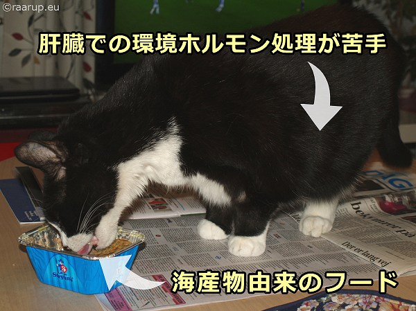 猫は海産物を通してPBDEを摂取しやすく、また肝臓でのOH-PBDE処理が苦手