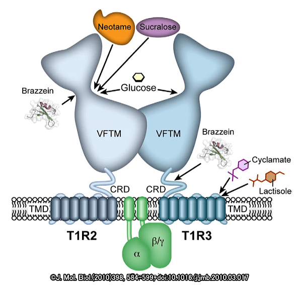 甘味受容器「T1R2/T1R3ヘテロマー」の構造模式図