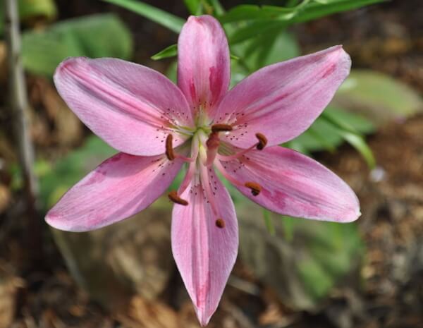 猫のユリ中毒の原因となる植物～ヤマユリ（Asiatic lily）