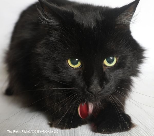 黒猫への偏見を生む要因にはいくつかの可能性(仮説)がある