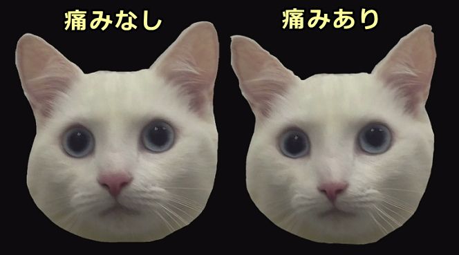 猫の顔を形態計測的に解析したときの痛みの表情