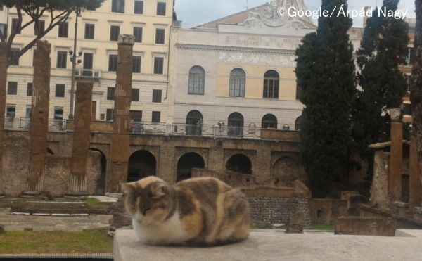 トッレ・アルジェンティーナ広場の猫その1