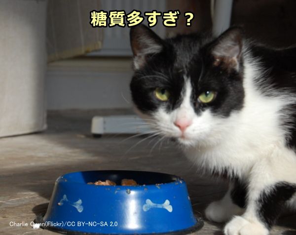 多くのキャットフードは高炭水化物で猫の消化管に負担をかけているかも