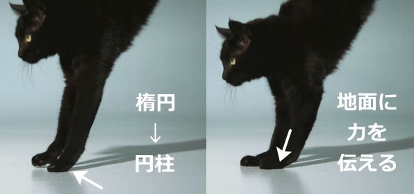 着地の瞬間、猫の肉球は瞬時に変形すると同時に生物力学的な特性を切り替える