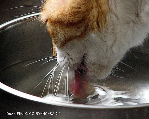 水を飲まないというのは猫の飼い主に共通する悩みの一つ