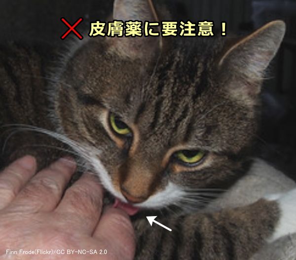 飼い主の体に付着した皮膚薬を猫がなめることで中毒が起こりやすい