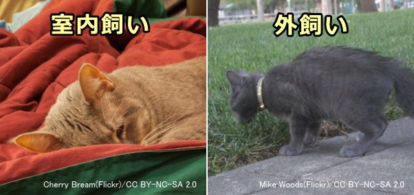 完全室内飼いと外飼いの猫とでは、病原体への感染リスクに3倍の格差が出る