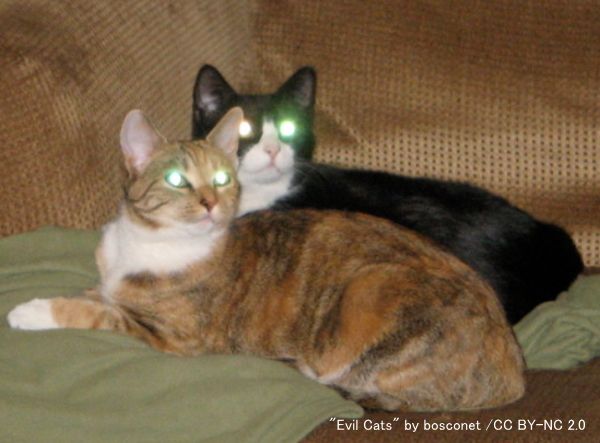 猫のタペタムに光が当たるとある一定の波長が反射し、肉眼では光って見える（アイグロウ現象）