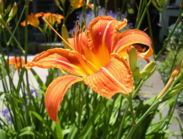 猫のユリ中毒の原因となる植物～ワスレグサ属（Day lily）