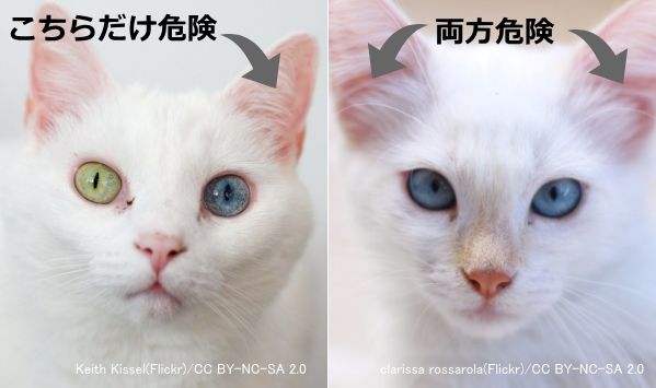 猫の耳と聴覚 完全ガイド 形や構造から病気の見つけ方まで 子猫のへや