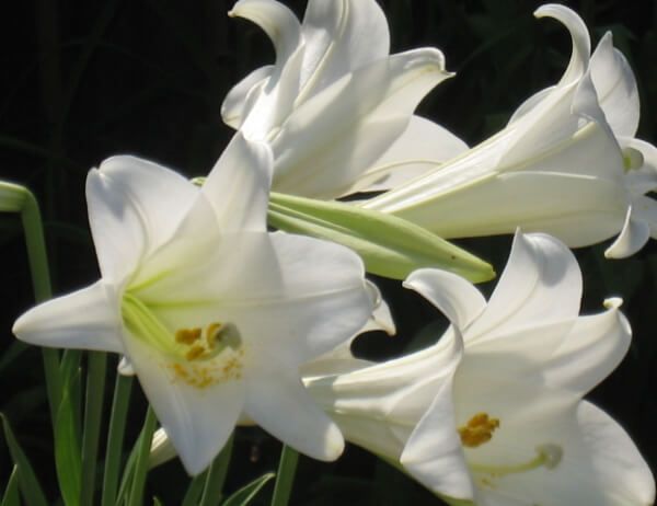 猫のユリ中毒の原因となる植物～テッポウユリ（Easter lily）