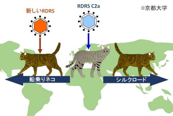 猫のゲノムに挿入されたレトロウイルスの特徴から移動の歴史がわかるかも