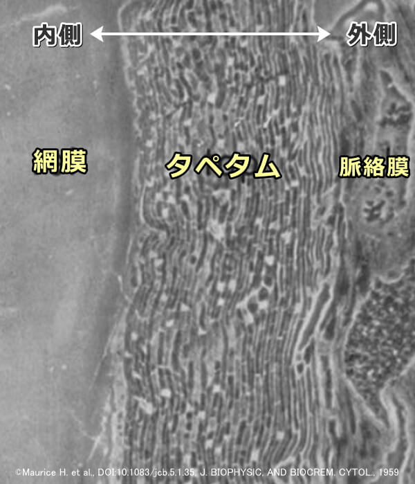 猫の眼球断面図～内側から網膜、タペタム、脈絡膜の順に配置されている