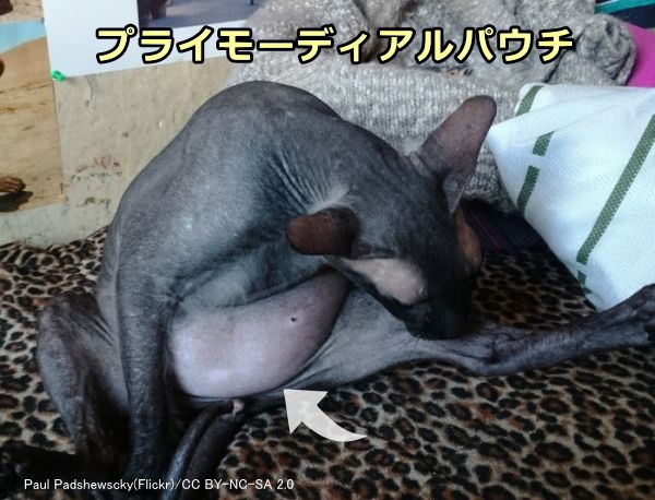 猫の下腹部にある皮膚のたるみ「プライモーディアルパウチ」