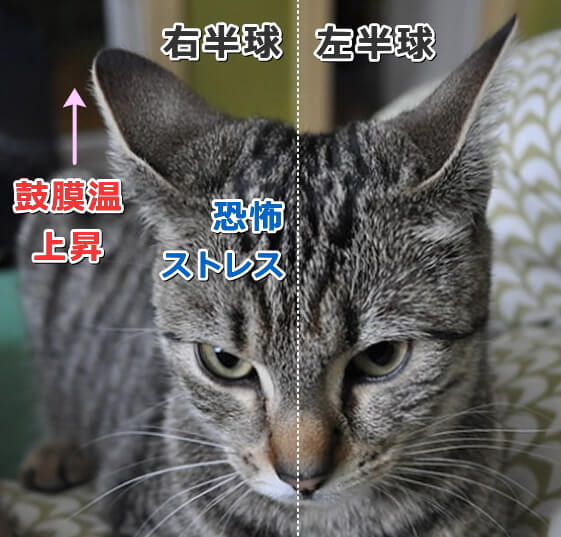 猫の耳と聴覚 完全ガイド 形や構造から病気の見つけ方まで 子猫のへや