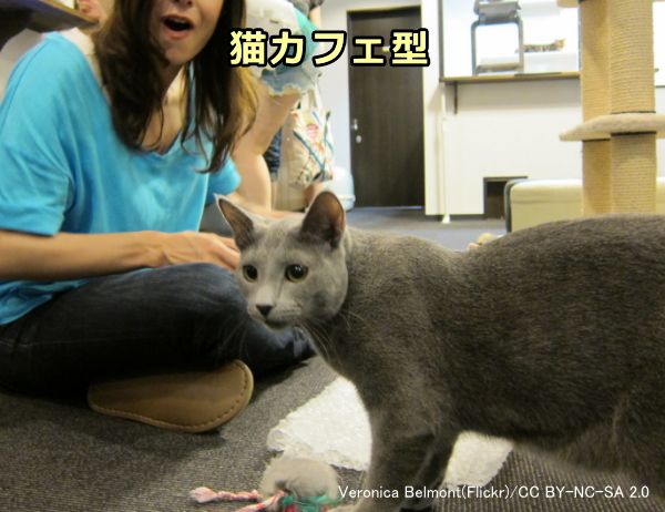 猫カフェのようにオープンスペースで人間が猫を見つめる状況