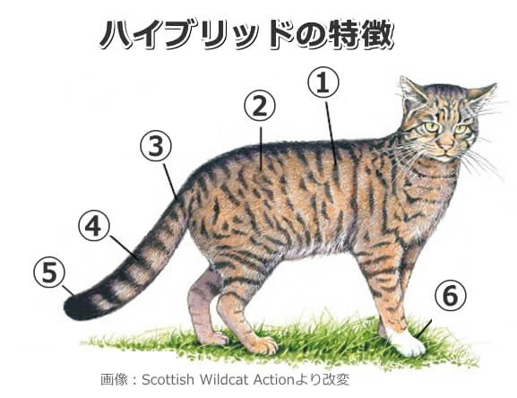 ヤマネコとイエネコの交雑種(ハイブリッド)で見られる身体的特徴