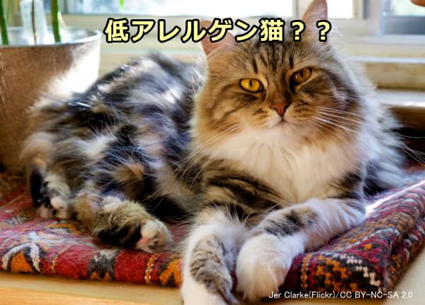 ハイポアレジェニック・キャット(低アレルゲン猫)として名前の挙がることが多いサイベリアン