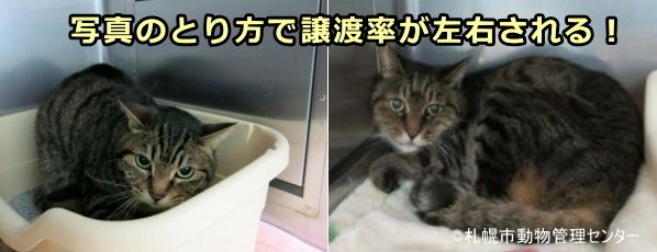 写真の撮り方一つで猫たちの譲渡率が左右されてしまう可能性がある