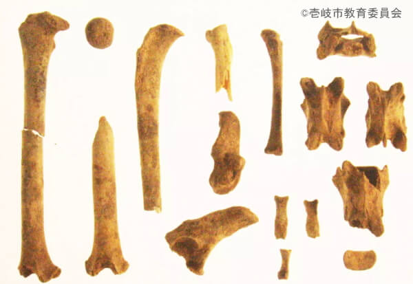 カラカミ遺跡で発掘された「猫らしき骨」