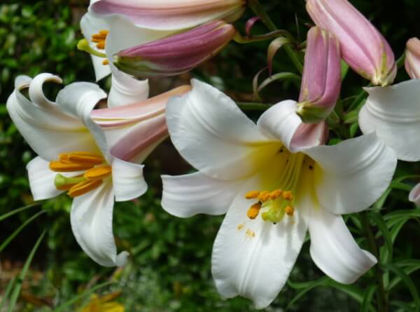 猫のユリ中毒の原因となる植物～ニワシロユリ（Madonna lily）