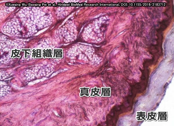 猫の肉球の断面構造～外側から表皮・真皮・皮下組織層