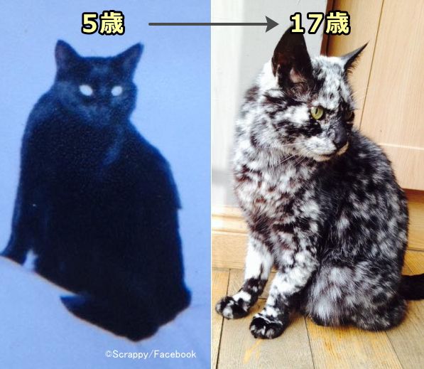 猫の模様と色 完全ガイド 遺伝子から見る毛のカラーパターン一覧リスト 子猫のへや