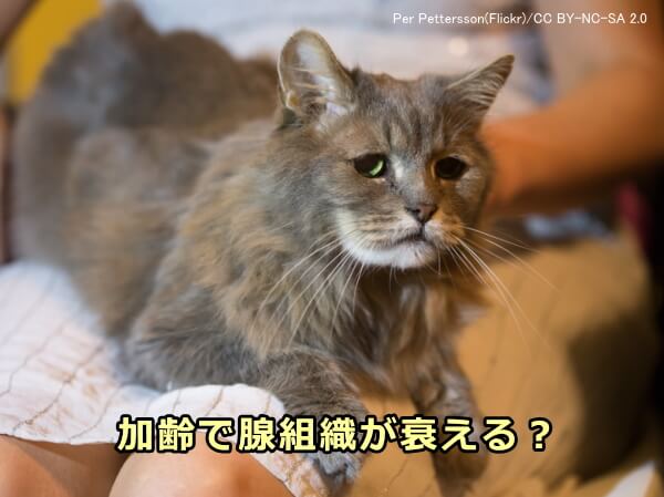 腺組織の衰えに連動して猫アレルゲンが目減りする可能性あり