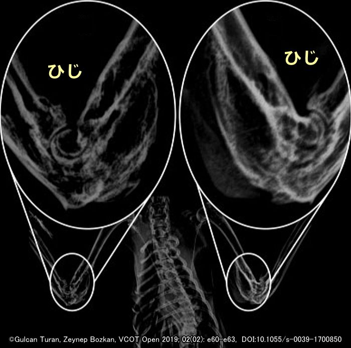 重度の骨軟骨異形成症を発症したスコティッシュフォールドの症例～骨瘤ができて拘縮した肘関節