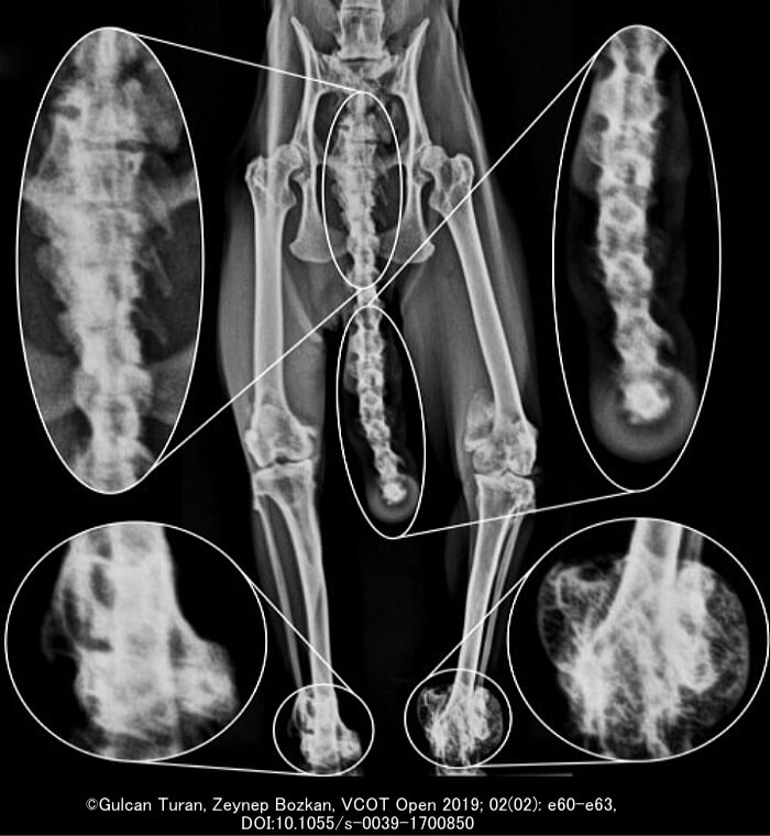 重度の骨軟骨異形成症を発症したスコティッシュフォールドの症例～下半身のエックス線画像