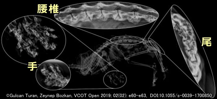 重度の骨軟骨異形成症を発症したスコティッシュフォールドの症例~全身のエックス線画像
