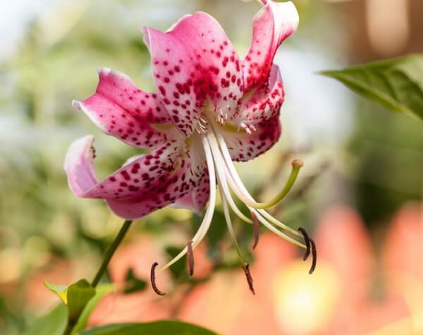 猫のユリ中毒の原因となる植物～カノコユリ（Showy lily）