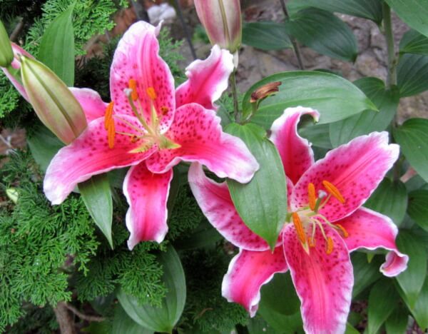 猫のユリ中毒の原因となる植物～スターゲイザー（Stargazer, Oriental lily）
