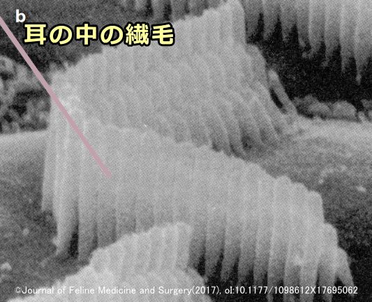 蝸牛管内部にある外側毛細胞から生えた不動繊毛の顕微鏡写真