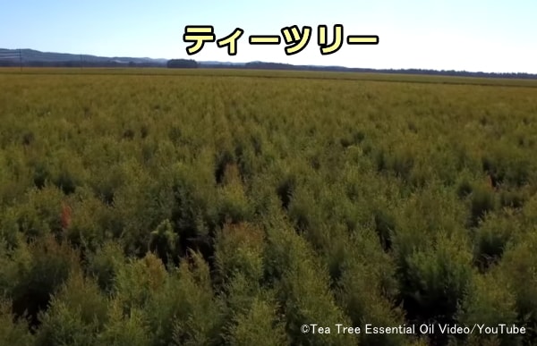 オーストラリアで商業的に栽培されているティーツリー（Melaleuca  alternifolia）の畑