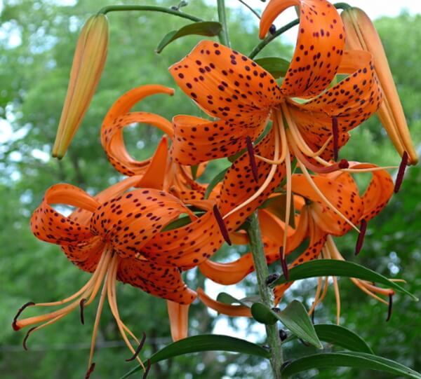 猫のユリ中毒の原因となる植物～オニユリ（Tiger lily）