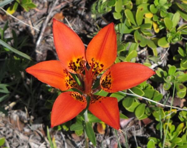 猫のユリ中毒の原因となる植物～ウエスタンウッドリリー（Western wood lily）