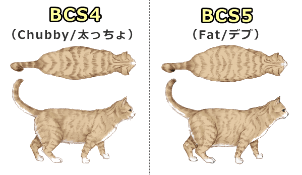 5段階評価のBCSで見たときの「太り気味」と「明らかな肥満」
