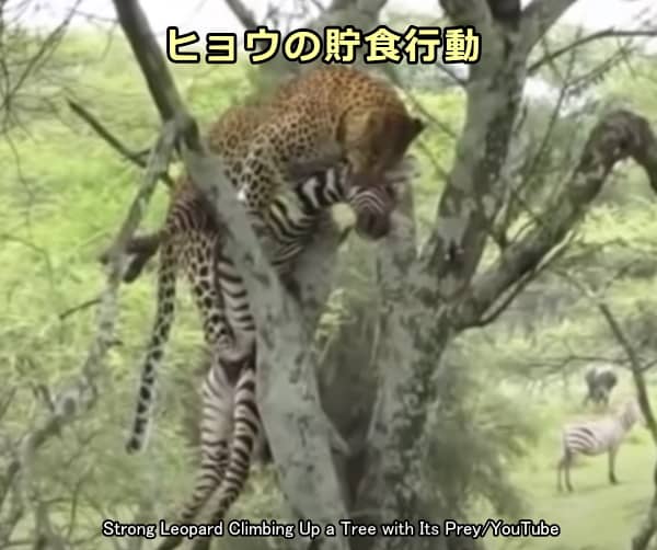 ヒョウによる貯食行動～獲物を木の上に持ち運ぶ