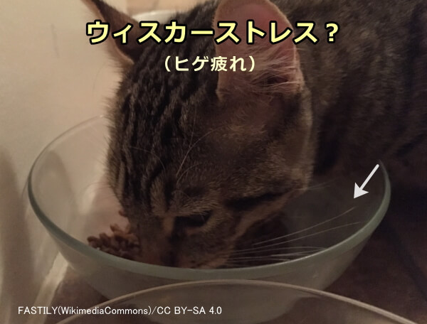 ウィスカーストレスとは猫のヒゲが食器と接することで発生する不快感のこと