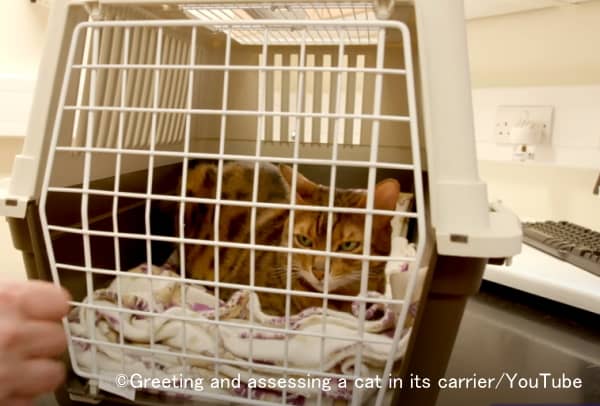 動物病院を受診した猫たちは、待合室にいる時点ですでに強いストレスを感じている