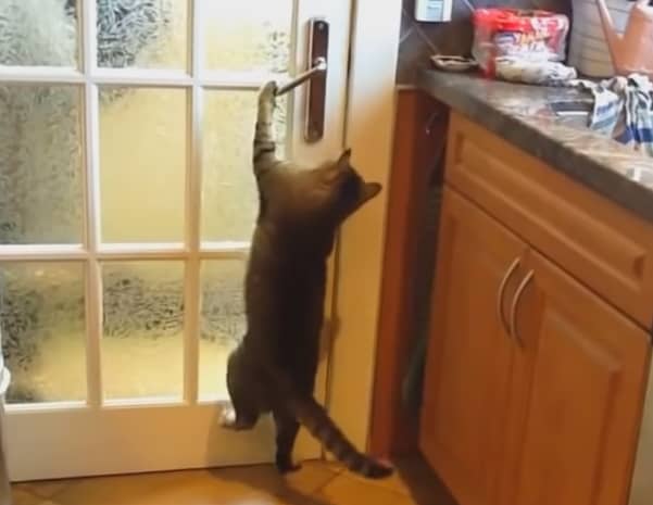 人間のマネをして前足を使って器用にレバー式ドアを開く猫