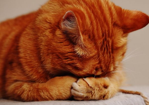 猫に睡眠薬を投与する危険性 種類 副作用から誤飲したときの対処法まで 子猫のへや
