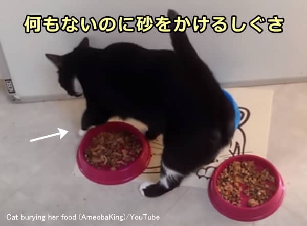 猫が食後に残したフードに砂をかけるような仕草を見せるのは貯食行動の一種