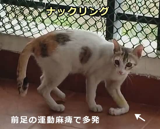 前肢の運動麻痺を起こした猫で多く見られるナックリング(knuckling)歩行